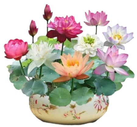 OWSEN Maceta de loto, cuencos de loto para plantar en agua en interiores, cuenco de bonsái, semillas de flor de loto, cuenco redondo de loto, cuenco de cerámica para plantas suculentas, diseño a