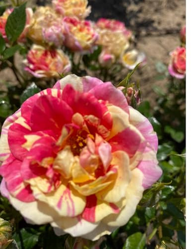 Lynn- Pink & Yellow Bi Coloured Patio Rose - 4L Potted Rose - Lovely Gift Idea