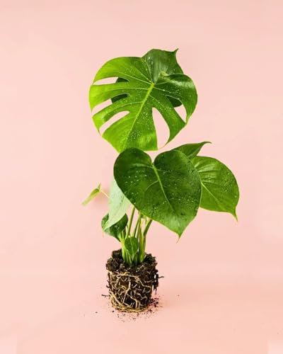 Monstera Deliciosa | Costilla de Adán | Planta Natural | Pur Plant