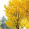 20 semi di albero di Ginkgo biloba
