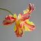 12 pcs tulpenzwiebeln winterhart mehrjährig, Wildtulpen Zwiebeln, ostergeschenke zwiebel tulip tulpenzwiebeln kaufen - Tulipa gesneriana - frühjahrsblüher stauden blumen deko, plant