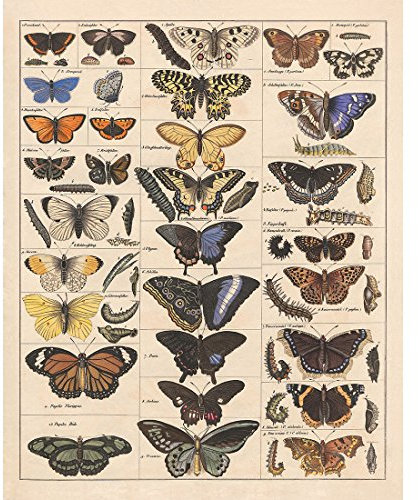 Meishe Art Poster Plakate Drucken Plakatdruck Schmetterlinge Jahrgang Insekten Arten Identifizierung Bezug Abbildung Illustrationen Klassenzimmer Club Wand Dekor(40cmx50cm)