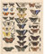 Meishe Art Poster Plakate Drucken Plakatdruck Schmetterlinge Jahrgang Insekten Arten Identifizierung Bezug Abbildung Illustrationen Klassenzimmer Club Wand Dekor(40cmx50cm)