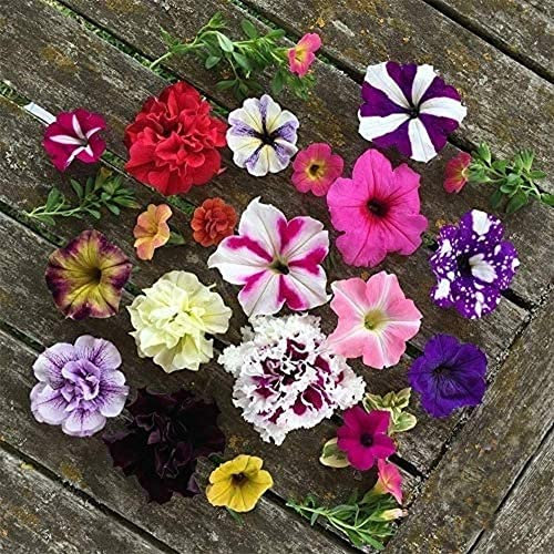 100 Pièces Mélanger Pétunia Graines Graines D'herbes Vivaces Plantation En Plein Air Toute L'année Fleurs Populaires Haute Valeur Ornementale Décorer Jardin Cour