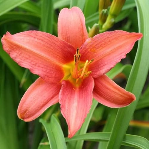 6x Daglilja - Hemerocallis 'Pink Damask' - 9 x 9 cm kruka - rosa blomma