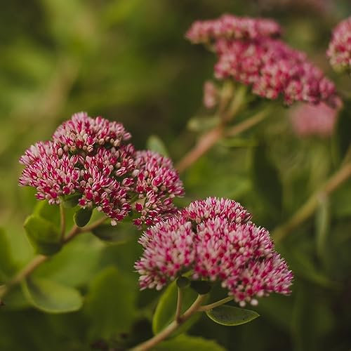 50 pcs sedum bodendecker samen - küchenkräuter plant exotische pflanzen,Sedum Spectabile, gartenkräuter dachbegrünung herbs saat winterharte stauden mehrjährig wildkräuter samen winterharte