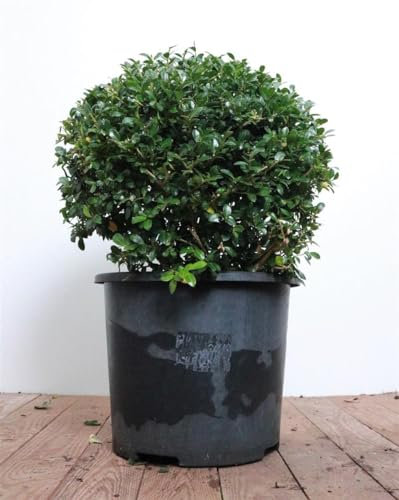 Ilex crenata 'Green Lustre' 30-40 cm - Japanische Stechpalme, immergrün, ideal für Hecken und Kübel, pflegeleicht, winterhart