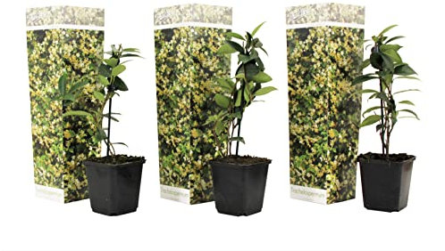Plant in a Box - Trachelospermum jasminoides - Set de 3 - Jasmin plante etoile grimpant - Fleurs jaune - Pot 9cm - Hauteur 25-40cm