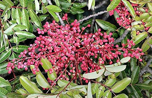 Portal Cool 100 semi: Pistacia terebinthus, Semi Pistacchi Pistacia Pistache Albero Raw Menengic freschi