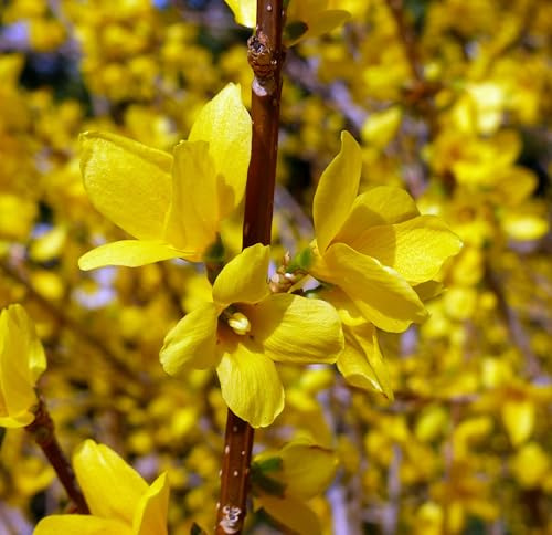 Forsizia di Zabel Forsythia intermedia Lynwood pianta in vaso ø20 cm con canna h. 180/200 cm Vivaio di Castelletto