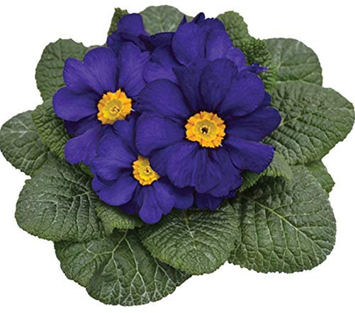 Blue Primrose, Primula Acaulis 'Evie Blue' X 12 Mini Plug Plants for Potting on