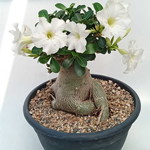 Rosa del deserto (Adenium obesum). Couleur misto-Piante primaverili popolari-Piante grasse