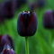 50 Stück Tulpenzwiebeln Winterhart Mehrjährig, Tulpen Samen für Garten und Balkon, Tulpen Pflanzen, Garten Blumen, Ideale Garten Pflanzen, Balkon Pflanzen, 50Pcs Tulip Seeds (Tiefviolett)