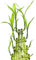 semillas de bambú de la suerte palma areca planta guisante árbol dragón planta plátano y palma zapatera bambú bambú gigante sansevieria real montaña yuca bonsái olivo real potos 35pcs