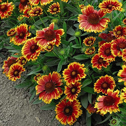Gaillardia Flower Seeds aristata 'Goblin' Blanket Flower x grandiflora 'Kobold' Hardy Perennial Red/Yellow Blooms Easy to Grow Your Own Outdoor Flowers (Approx. 100 Seeds) by Thompson and Morgan