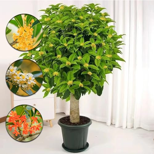 400 pcs Osmanthus baum samen - blumensamen gastgeschenk,Osmanthus fragrans, bienenweide saatgut pflanztopf bäume garten winterhart winterharte pflanzen für garten bäume kaufen