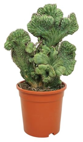 Myrtillocactus geometrizans cristata - Maceta (17 cm), diseño de arándanos
