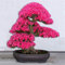 Árbol de los bonsais semillas de cerezo japonés, flor de cerezo bonsai para el hogar y el jardín 50g / pack