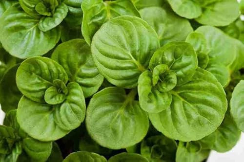 MENTA GLACIALE NR.100 SEMI