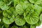 MENTA GLACIALE NR.100 SEMI