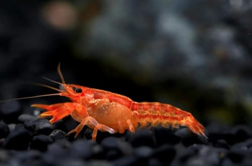 AquaBreedingSkill 1 Paar Cambarellus patzcuarensis – Oranger Zwergkrebs | Lebender Oranger Zwergflusskrebs für Aquarium | Friedlich | Ideal für Nano-Aquarien und Gesellschaftsbecken