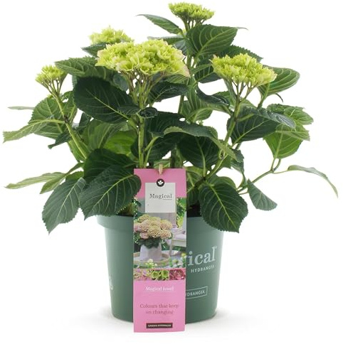 Hortensie Magical Jewel Pink – Hydrangea macrophylla – Rosa – Balkonpflanze – 23 cm – Ca. 55 cm hoch – 6–10 Blüten – Reichblühend & Farbakzent