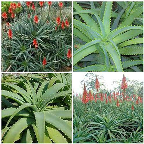Portal Cool 50 Semi Aloe Arborescens, succulente, cactus, Succulente Seed F