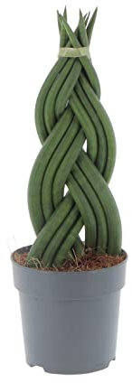 KENTIS - Sansevieria Cylindrica Braid - Piante Purifica Aria da Interno Vere - H 45-50 cm Vaso Ø 14 cm