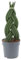 KENTIS - Sansevieria Cylindrica Braid - Piante Purifica Aria da Interno Vere - H 45-50 cm Vaso Ø 14 cm
