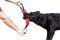 Dingo Gear Baumwolle-Nylon Beißwurst für Hundetraining IGP IPO Obiedence Schutzhund Hundesport, 28 x 7 cm, 2 Griffen Rosa S00311