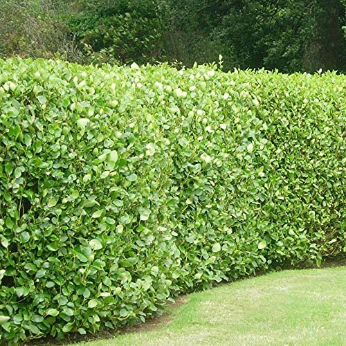 15 Griselinia Littoralis Hedging Evergreen Plants Fast Growing Shrubs 40-60cm Potted Sunnyside Nurseries