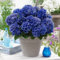 Bauernhortensie 'Blue Boogie Woogie' - Der topf / 2L / Lieferhöhe 15-20cm