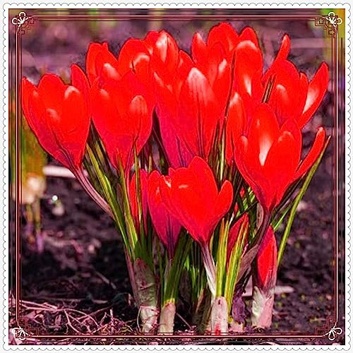 Krokus Zwiebeln-Winterhart MehrjäHrig Krokuszwiebeln Krokus Zwiebeln Krokus Zwiebeln Winterhart MehrjäHrig Krokusse Zwiebeln Krokuszwiebeln Kaufen Krokus Blumenzwiebeln Krokus Zwiebel-3zwiebeln-b