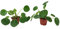 Juego de 2 plantas Pilea peperomioides (maceta de 2 pulgadas) (planta de dinero chino/planta de panqueques/planta OVNI)