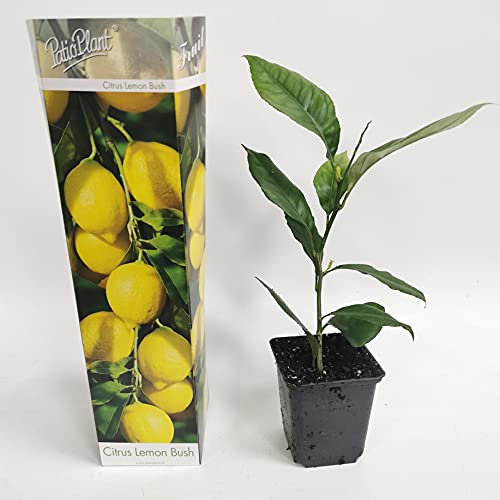 Citrus Lemon Tree Indoor House Plant in 9cm Pot