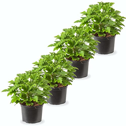 Geranio Citronella Pack de 4 Plantas Naturales Que Repelente Insectos
