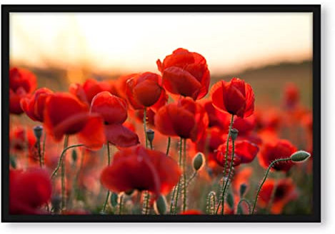 Pixxprint Feuriger Mohn, Poster im Bilderrahmen, Format: 80x60cm, Kunstdruck gerahmt