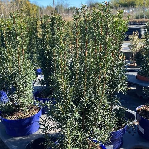 Vivai le Georgiche - Pianta vera di Taxus x media Hicksii - vaso Ø 18 cm