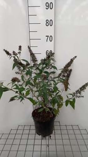 Buddleja dav. 'Reve de Papillon Lavander'® - Buisson Des Papillons 'Reve De Papillon Lavander', Arbuste Aux Papillons 40-60 cm en pot