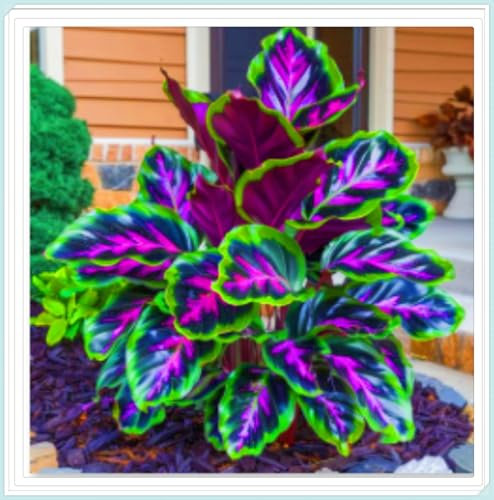 Hosta Pflanze Funkien Pflanze Winterhart Hosta zwiebeln Winterhart Mehrjährig Gartenblumen-6zwiebeln-c