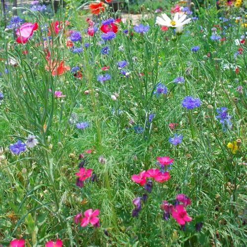 Wildblumensamen Balkon, blumenwiese steingarten blumenteppich alte sorten bienenfreundliche wiesenblumen für garten blumensamen 800Samen