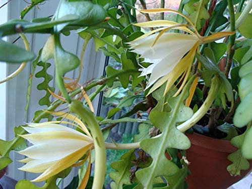 PLAT FIRM Germinazione dei semi: Epiphyllum-Anguliger-Fishbone-Succulente-Zig-Zag-Cactus-hanging-plant-10-Semi