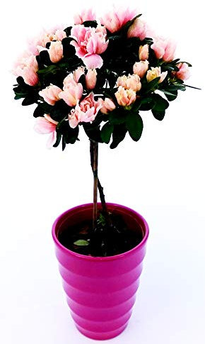 POWERS TO FLOWERS - AZALEA ALBERELLO ROSA CHIARO IN VASO CERAMICA FUCSIA BIANCO A CERCHI CONCENTRICI, pianta vera
