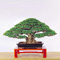 50 unids/bolsa de semillas de bonsái de Banyan, fáciles de plantar, troncos de grasa para interiores, semillas de árboles bonsai, aptas para la familia Semillas de Banyan