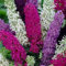 Nouveau frais 60pcs graines de fleurs de Buddleia