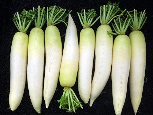 RWS 100 semillas Semillas de rábano japonés, rábano daikon, rábano gigante, Invierno rábano