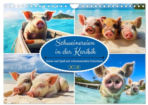 Schweinereien in der Karibik. Sonne und Spaß mit schwimmenden Schweinen (Wandkalender 2026 DIN A4 quer), CALVENDO Monatskalender: Ein Jahr voller ... schwimmenden Borstenvieh! (CALVENDO Tiere)