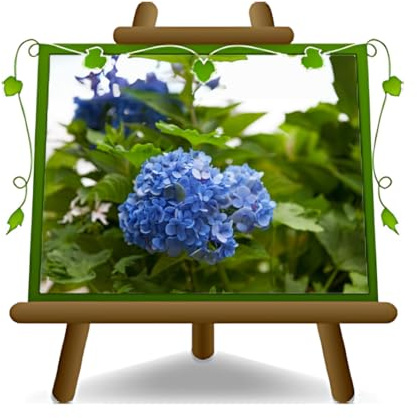 EURO PLANTS VIVAI Ortensia Azzurra Pianta Ornamentale