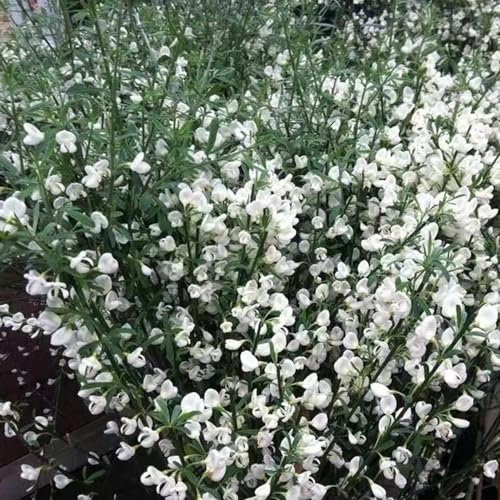 200 pcs ginster winterhart samen, kräuter samen, saatgut ginster pflanzen - Cytisus scoparius - blumen für balkon, bio saatgut bienenfreundliche blumensamen, garten geschenk gartenblumen