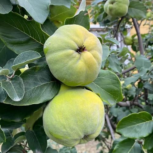 semi di mela cotogna, semi di albero di mela cotogna albero da frutto alberi da frutto alberi di mele cotogne piante medicinali perenni, piantagione di montagna semina di semi di 100pcs